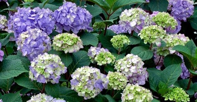 Hydrangea Bigleaf Flower Seeds