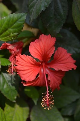 Hibiscus Checkered