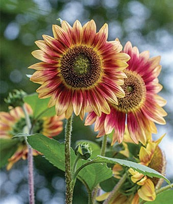 Sunflower Candy Mountain Hybrid Seeds