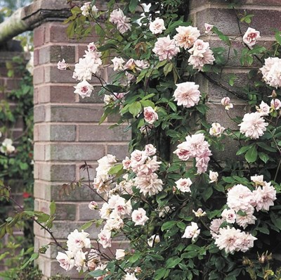 Cécile Brunner Climbing Rose Seeds