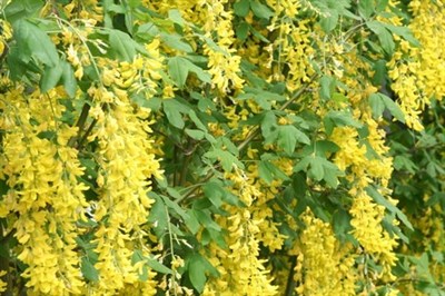 Wisteria Yellow Vines
