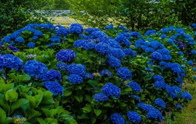 Hydrangea Navy Blue Flower Seeds