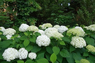 Hydrangea Smooth Flower Seeds