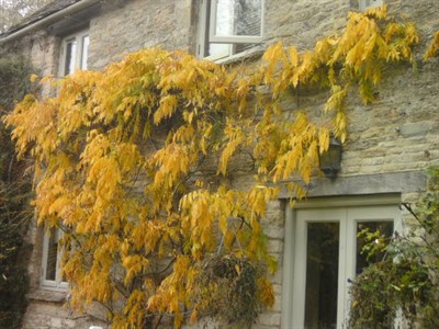 Wisteria Yellow Vines