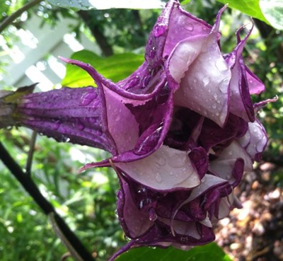 Black Currant Swirl Datura