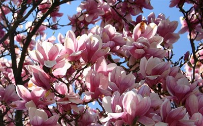 Saucer Magnolia Flower Tree Seeds