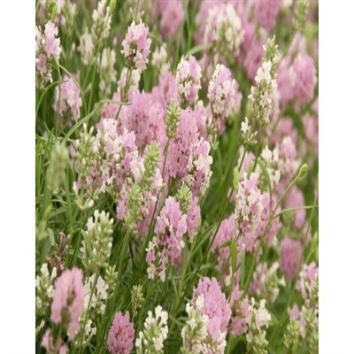 Rosea English Lavender Seeds