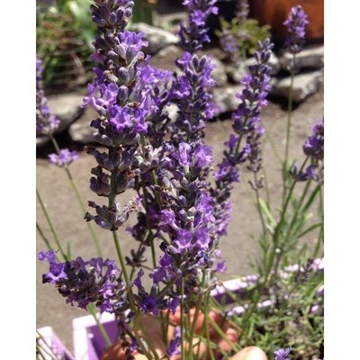 Seal English Lavender Seeds