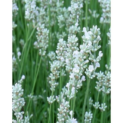 Blue Mountain White Lavender Seeds