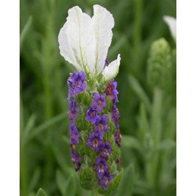 Ballerina English Lavender Seeds