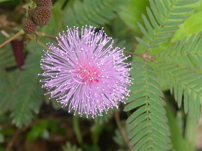 Pink French Mimosa Pudica 