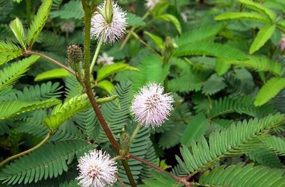 White French Mimosa Pudica 