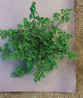WeedGuard Plus Fertilized Mulch