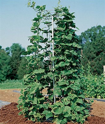 Pole Bean And Pea Tower