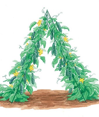 Squash and Cucumber A-Frame