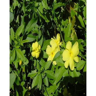 Primrose Jasmine Seeds