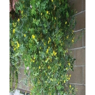 Italian Jasmine Seeds