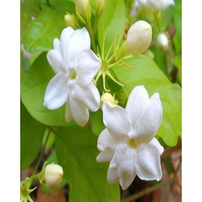 Royal Jasmine Seeds