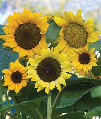 Sunflower Pristine Mix Hybrid Seeds