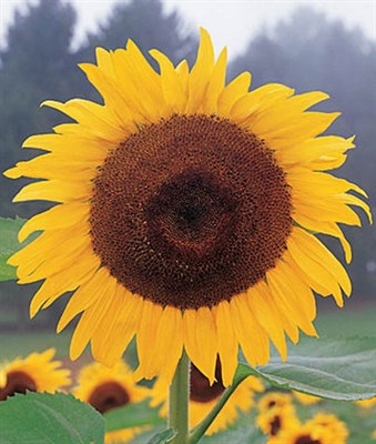 Sunflower Kong Hybrid Seeds