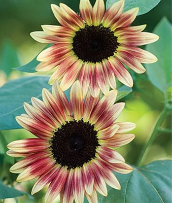 Sunflower Strawberry Blonde Hybrid Seeds