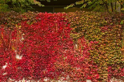 Red Boston Ivy Seeds