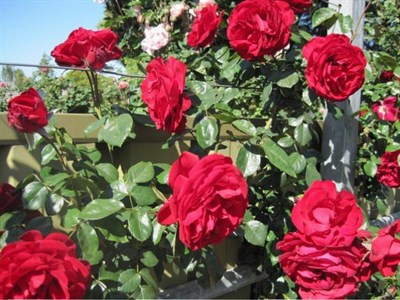 Dublin Bay Climbing Rose Seeds