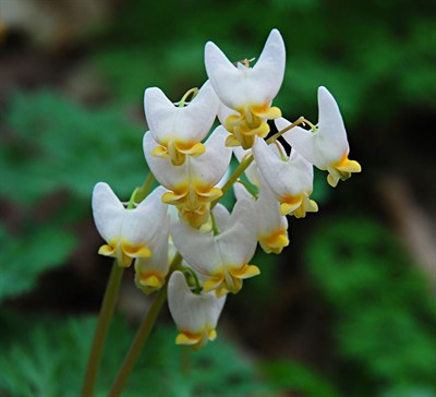 Bleeding Heart Dutchman’s Breeches