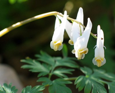 Bleeding Heart Dutchman’s Breeches