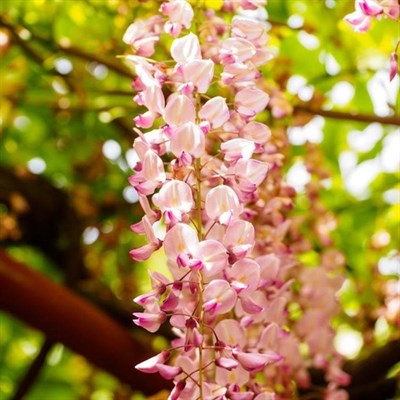 Wisteria Pink Vines