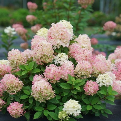 Hydrangea Panicle Flower Seeds
