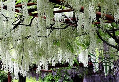 Wisteria White Vines