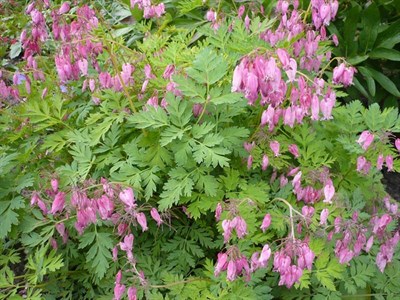 Bleeding Heart Fringed 