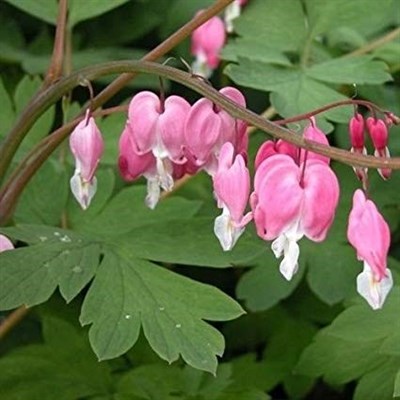 Bleeding Heart Fringed 