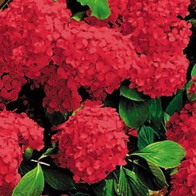 Hydrangea Red Flower Seeds