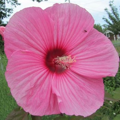 Hibiscus Giant Rose Mallow