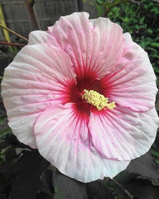 Hibiscus Hawaiian