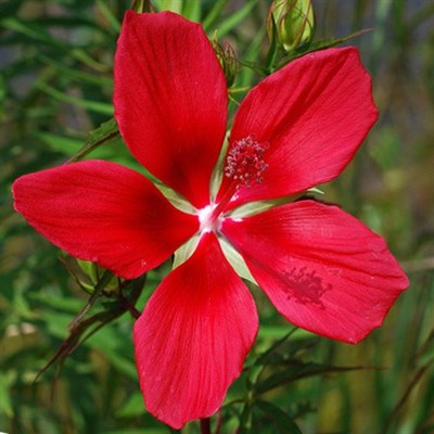 Hibiscus Coccineus