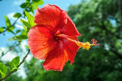 Hibiscus Sabdariffa