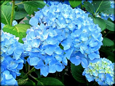 Hydrangea Teal Flower Seeds