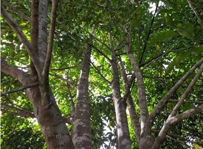 Indonesian Agarwood Seeds