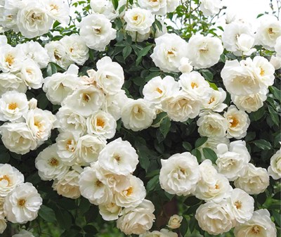 Iceberg Climbing Rose Seeds