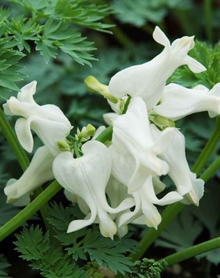 Bleeding Heart Ivory