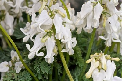 Bleeding Heart Ivory