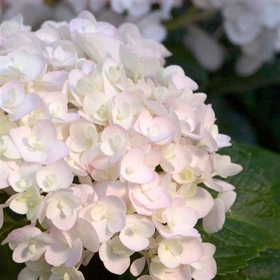 Hydrangea Blush Pink Flower Seeds
