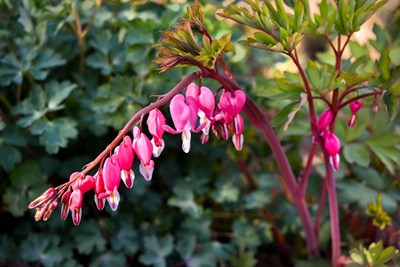 Bleeding Heart King