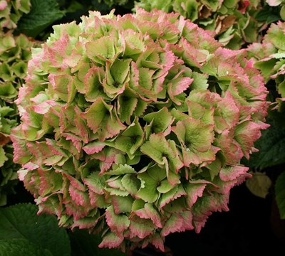 Hydrangea Emerald Green Seeds