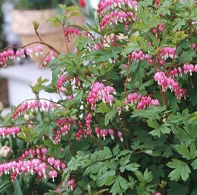 Bleeding Heart Langtrees