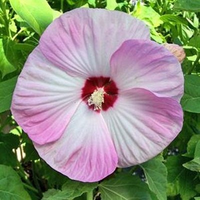 Hibiscus Luna Pink Swirl