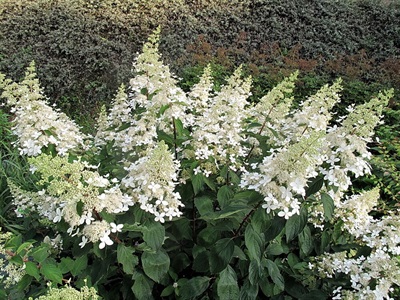 Hydrangea Unique' Flower Seeds